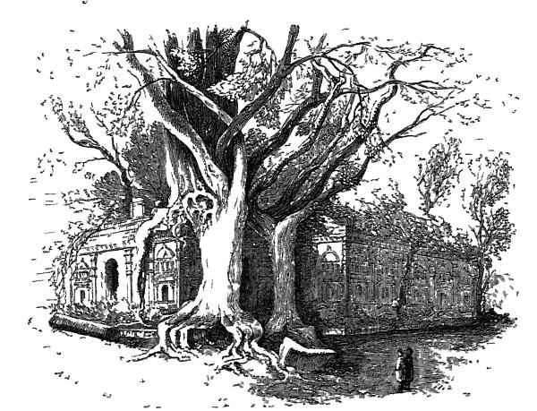 A FIG TREE ON THE RUINS OF POLLANARRUA.