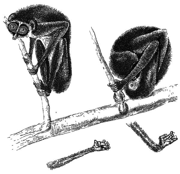 THE LORIS