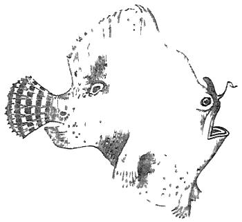 CHIRONECTES