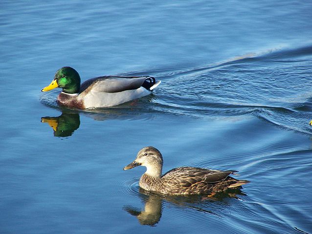 File:Anas platyrhynchos LC0017.jpg