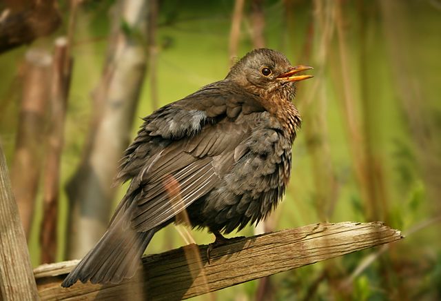 File:Amsel Weibchen aufgeplustert edit2.jpg