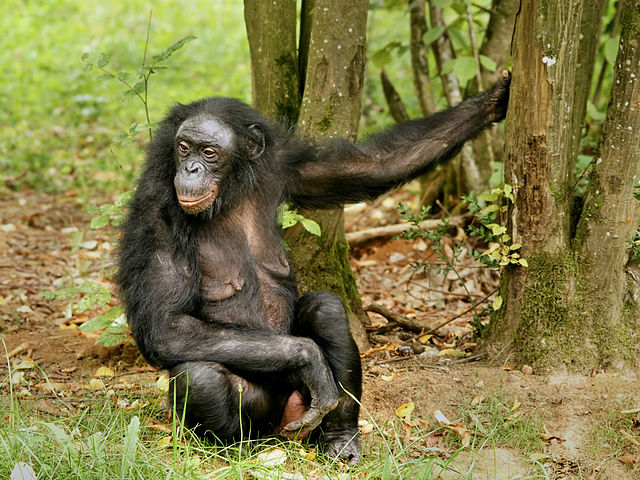 File:Pan paniscus (female).jpg