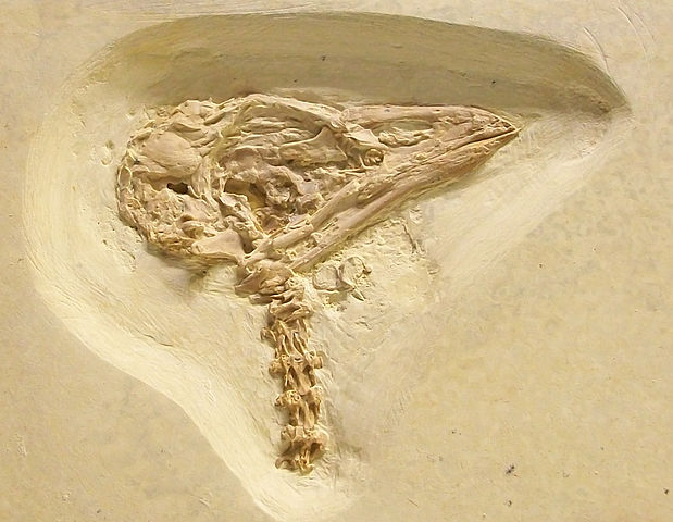 File:Parrot Green River.jpg