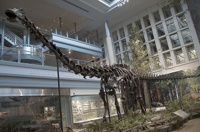 File:CM Diplodocus.jpg