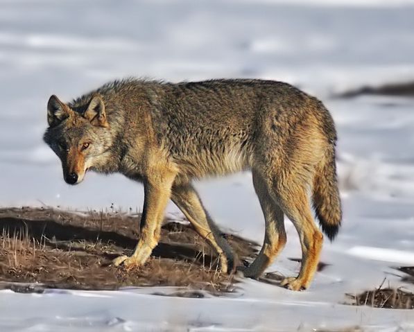 File:Wolve on alert.jpg