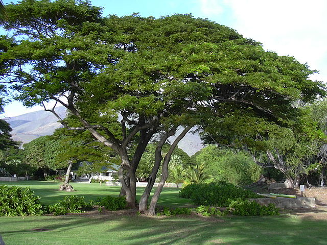 File:Starr 031209-0052 Samanea saman.jpg