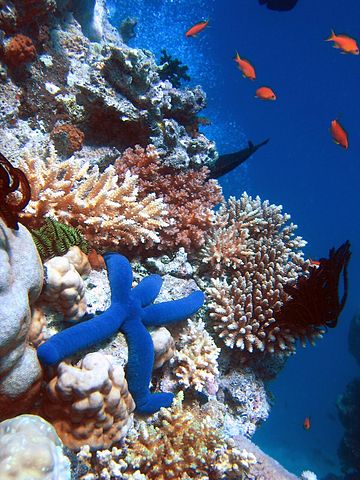 File:Blue Linckia Starfish.JPG