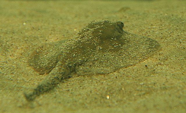 File:Suesswasserstachelroche.jpg