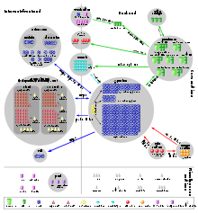 Diagrama que muestra el flujo de datos entre los servidores de Wikipedia. Veinte servidores de bases de hablar con cientos de servidores Apache en el back-end; the Apache servers talk to fifty squids in the frontend.