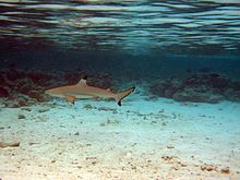Un pequeño tiburón nadando sobre un piso de arena con rocas del arrecife en el fondo y la superficie del agua por encima de
