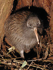 Kiwi entre palos