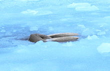 Foto de la morsa en el mar cubierto de hielo