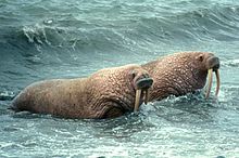 Foto de dos morsas en poco profunda orilla paramento agua