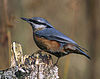 Sitta europaea (Sitta europaea) -modified.jpg
