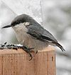 Trepatroncos enano (Sitta pygmaea) a una feeder.jpg