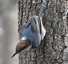Brown-dirigido Trepador-27527-4c.jpg