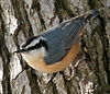 Trepador de pecho rojo (Sitta canadensis) 10-4c.jpg