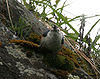 De mejillas blancas 7384.jpg Nutthatch me IMG