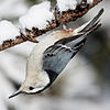 Sitta carolinensis--001.jpg