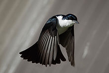 Pájaro negro con el pecho blanco en vuelo con las alas hacia abajo y la cola avivada y que apunta hacia abajo