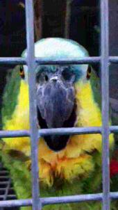 Archivo: Amazona aestiva -El Loro Zoo, Friskney, Lincolnshire, Inglaterra -laughing-8a.ogv
