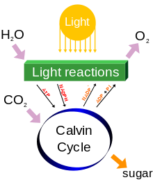 Un diagrama de procesos de fotosíntesis, incluyendo el ingreso de agua y dióxido de carbono, la iluminación y la liberación de oxígeno. Reacciones producen ATP y NADPH en un ciclo de Calvin con un azúcar como un subproducto.