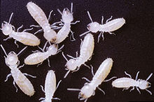 Los científicos del Servicio de Investigación Agrícola, han desarrollado un método más económico para seguir el movimiento de las termitas utilizando proteínas trazables.
