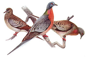 Juvenil (izquierda), macho (centro), hembra (derecha), de Louis Agassiz Fuertes