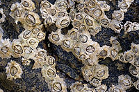 Muchos percebes que viven en una roca. Cada uno consta de una pared redonda con un orificio central cerrado por dos placas duras.