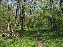 Abrir bosques caducifolios