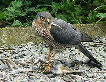 Un Gavilán arrancando un pequeño pájaro