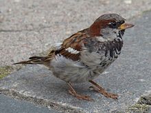 Un pequeño pájaro gris y marrón