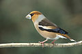 Coccothraustes coccothraustes 1 (Marek Szczepanek) .jpg