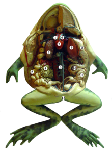 Rana disecado