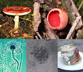 Un collage de cinco hongos (De izquierda a derecha): una seta con un top rojo plana con blanco-puntos, y un tallo blanco que crece en el suelo; un hongo en forma de copa de color rojo que crece en la madera; una pila de rebanadas de pan con moho verde y blanco en un plato; una célula microscópica esférica de color gris semitransparente, con una célula esférica más pequeña al lado de ella; una vista microscópica de una estructura celular alargado en forma de un micrófono, unido al extremo más grande es un número de elementos más o menos circulares más pequeñas que en conjunto forman una masa alrededor de ella