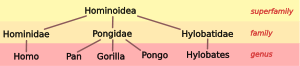 2.svg taxonomía Hominoid