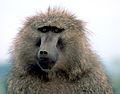 Baboon1.jpg oliva