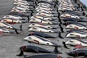 Des rangées de dauphins morts gisant sur le béton