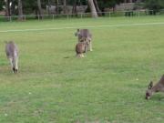Fichier: Kangaroos.ogv