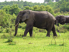 Les éléphants dans le parc national de Mole.