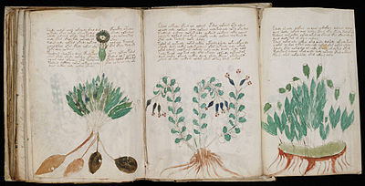 Manuscrit de Voynich (170) .jpg