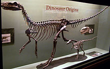 Squelette complet d'un dinosaure carnivore tôt, dans un écrin de verre dans un musée