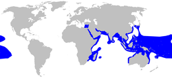 Carte du monde avec un ombrage bleu autour de la périphérie de l'océan Indien se étendant dans l'est de la mer Méditerranée, dans le Pacifique occidental du sud de la Chine à l'Indonésie au nord de l'Australie, et sur une grande tache du Pacifique central
