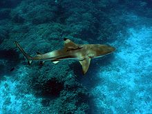 Vue de dessus d'un requin brun avec un museau arrondi, piscine sur les rochers d'algues couvertes