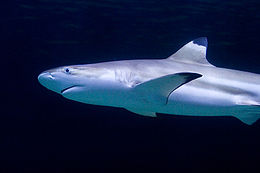 Un requin avec un museau arrondi et évidents pointes noires sur ses pectoraux et les nageoires dorsales, sur un fond sombre plaine