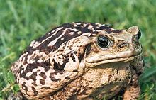 Un grand, la canne adulte crapaud, montrant la coloration lumière présente dans certains spécimens de l'espèce