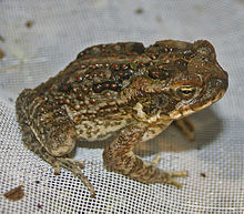 Un crapaud de canne juvénile, montrant un grand nombre des caractéristiques des crapauds adultes, mais sans les grandes glandes parotoïdes