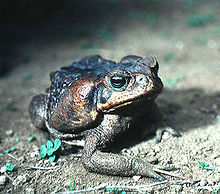 Un crapaud adulte avec coloration foncée, que l'on trouve à El Salvador: La glande parotoïdes est bien visible sur le côté de la tête.