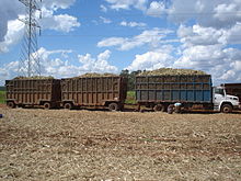 Photo de camions remorques rempli avec la canne de la plante