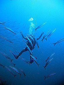 Photo de piscine de plongée parmi les barracuda